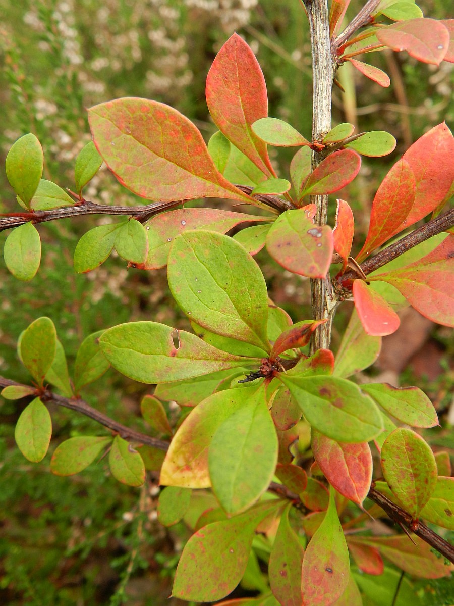 Berberis Thunbergii